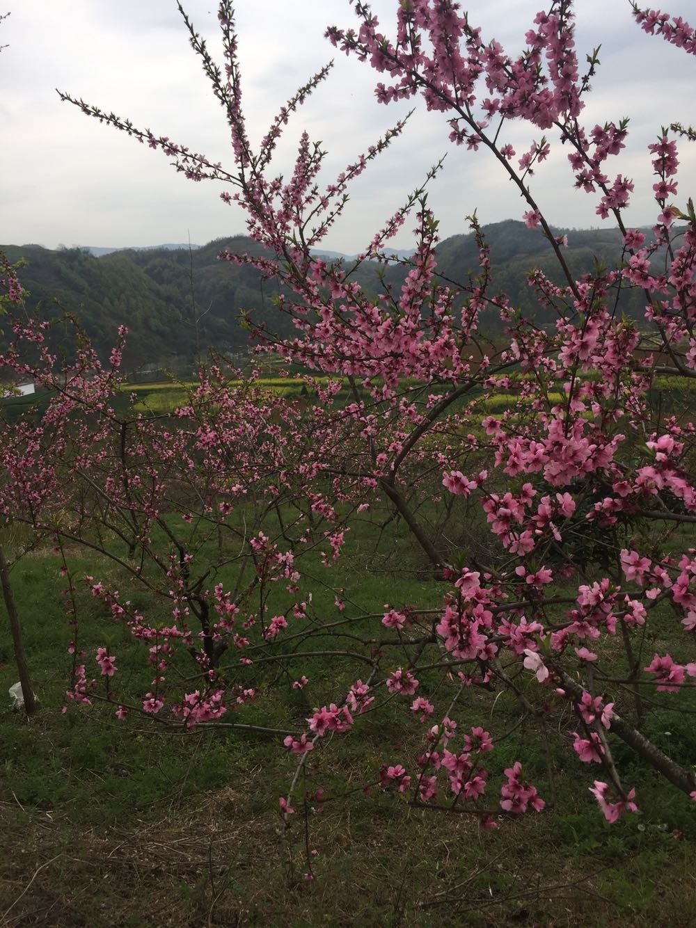 乾西乡天气预报与气象深度解析