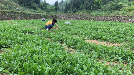 柳荫镇新闻速递，最新报道汇总