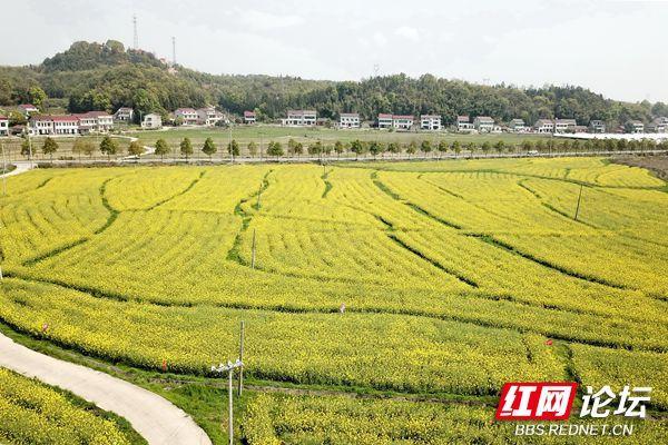 菜籽地村最新发展规划，打造现代化新农村的蓝图