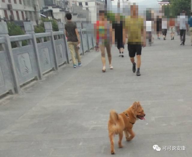 “恶犬伤人”背后的城市管理难题：137个地方法规难以控制，但一个“狗嘴”？